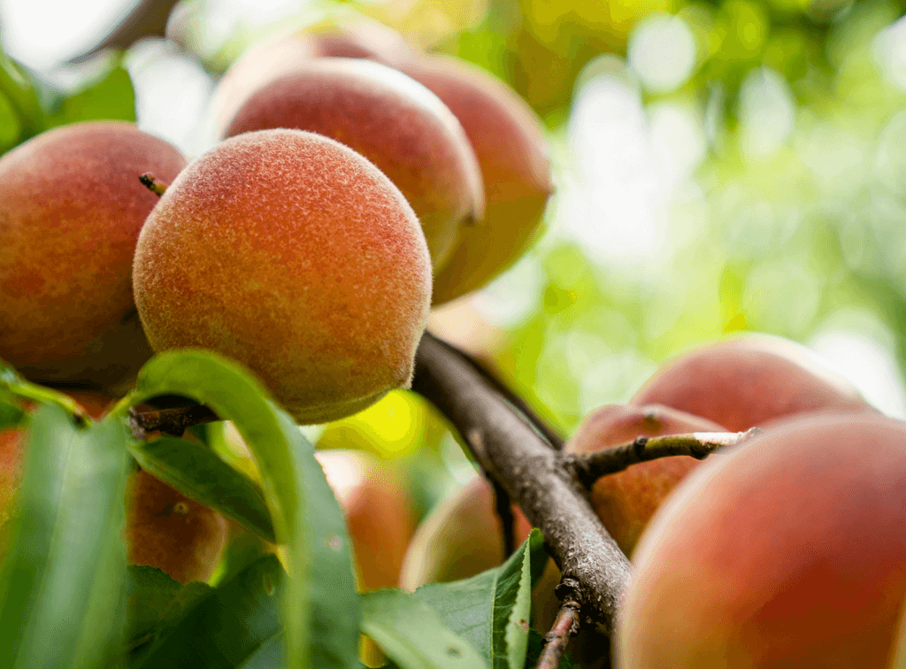 commercial dishwasher repair service cost atlanta georgia