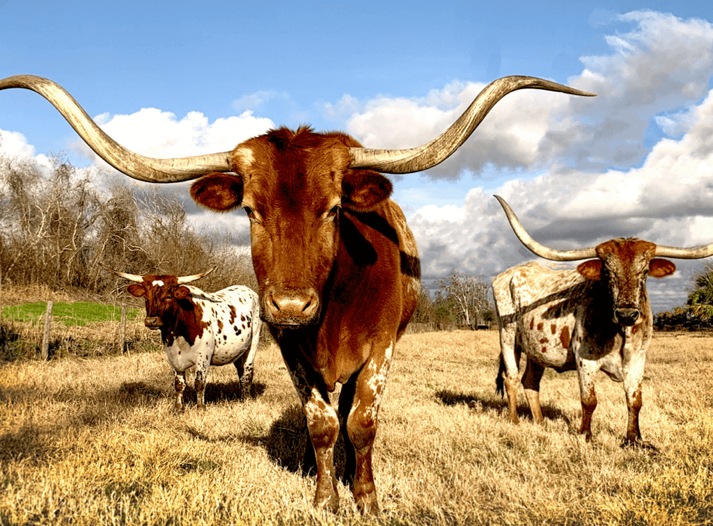 commercial rooftop solar installation incentives el paso texas